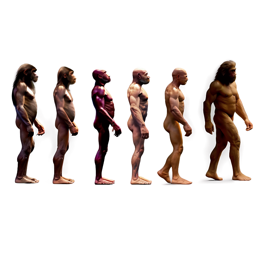 Human Evolution Chart Png 05242024 PNG image