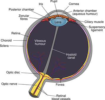 Human Eye Anatomy Diagram PNG image