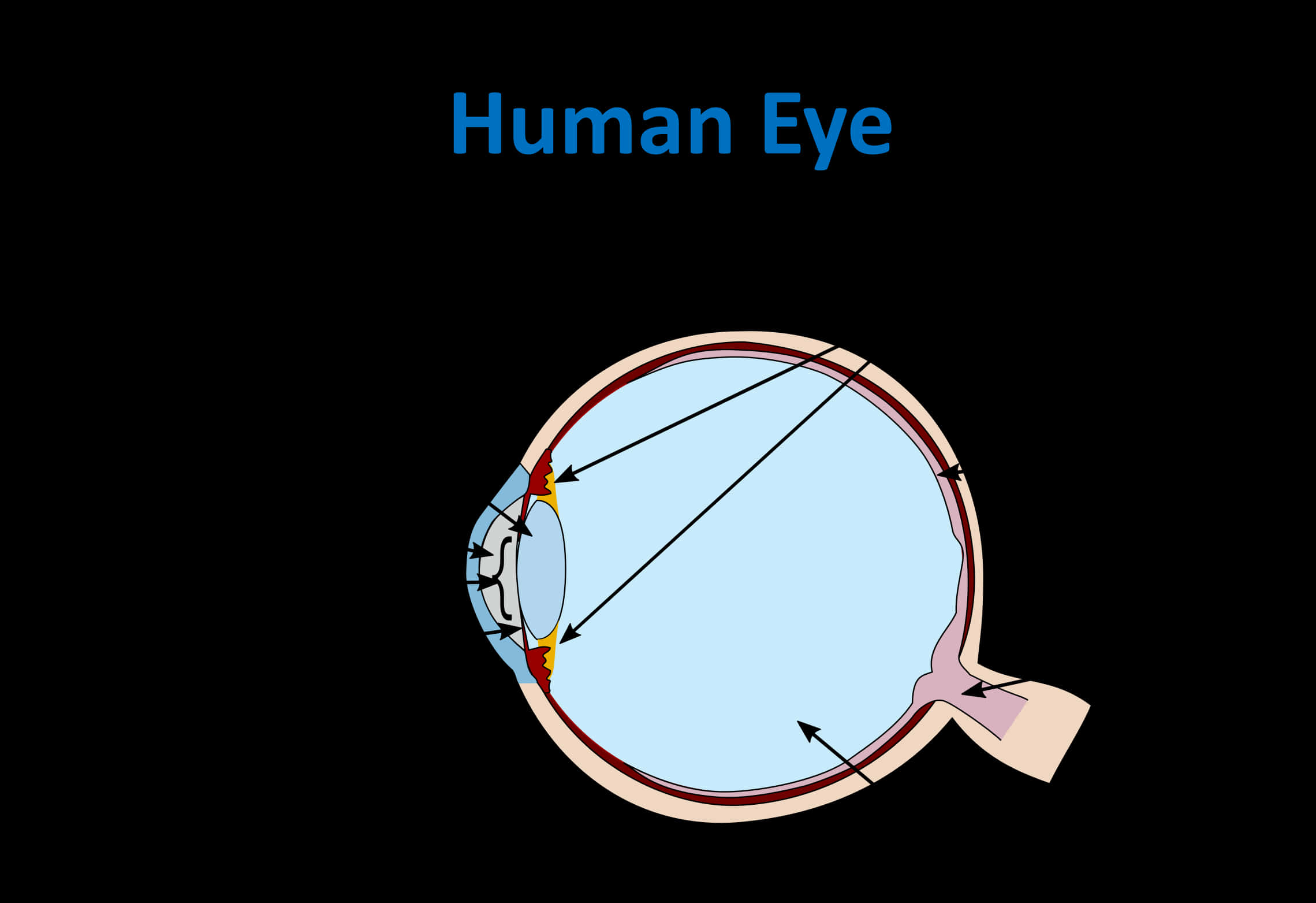 Human Eye Anatomy Diagram PNG image