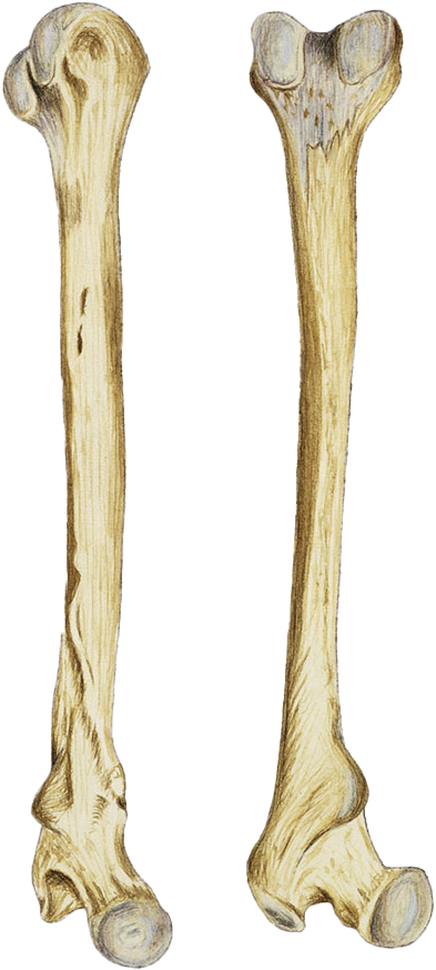 Human Femur Bones Illustration PNG image