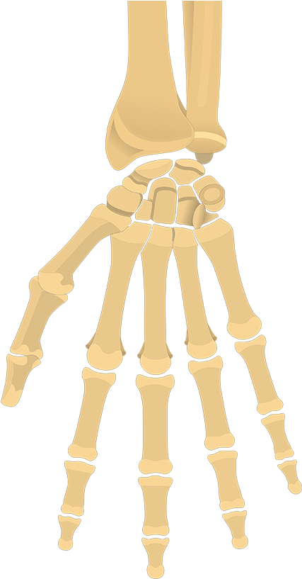 Human Hand Skeleton Illustration PNG image