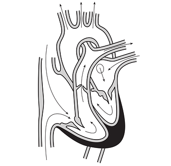 Human Heart Anatomy Diagram PNG image