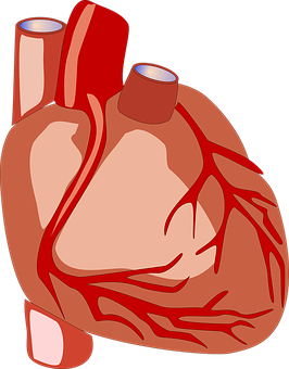 Human Heart Anatomy Illustration PNG image