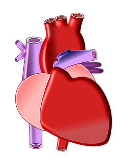 Human Heart Anatomy Illustration PNG image