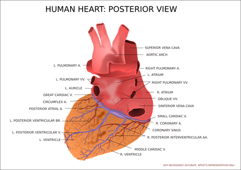 Human Heart Anatomy Illustration PNG image