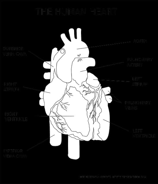 Human Heart Anatomy Illustration PNG image