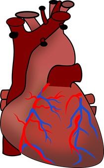 Human Heart Anatomy Illustration PNG image