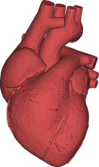 Human Heart Model Rendering PNG image