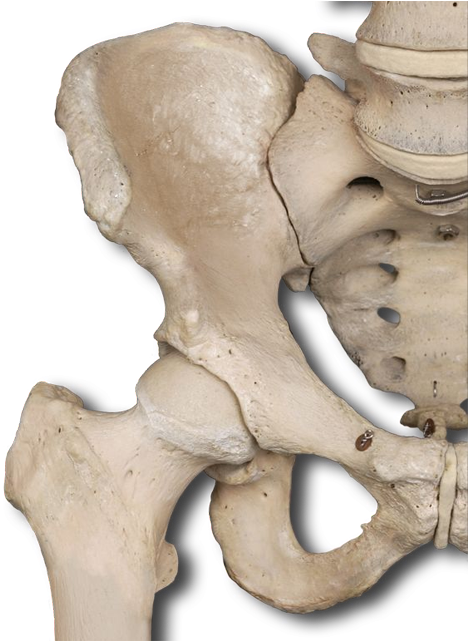 Human Hip Bone Structure PNG image