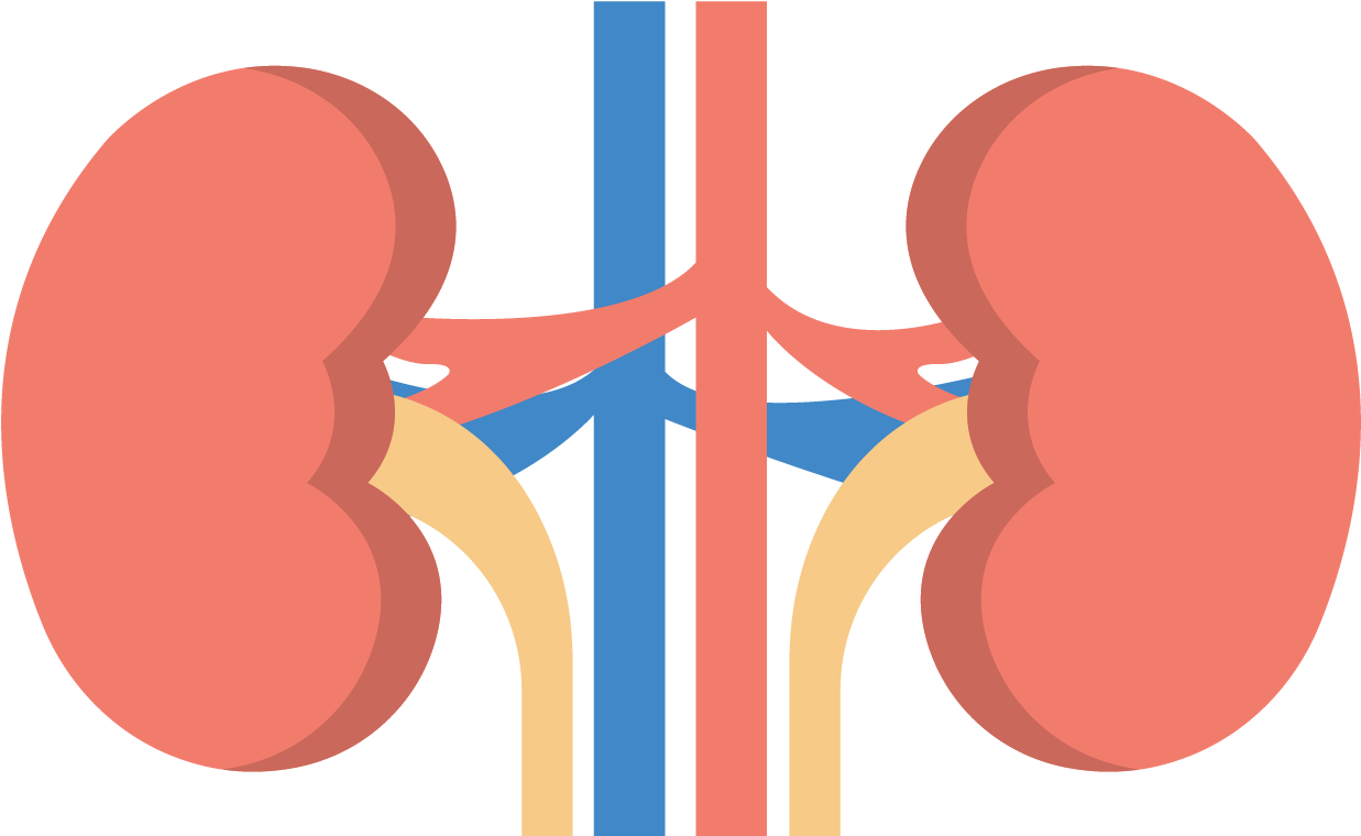 Human Kidney Anatomy Illustration PNG image