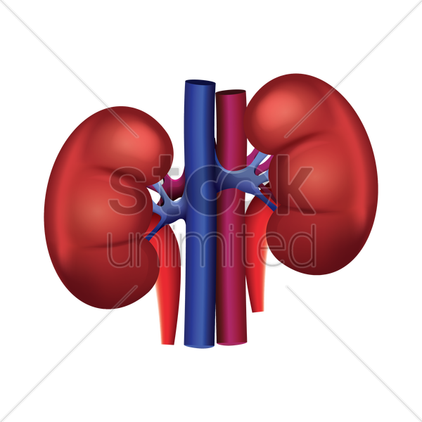 Human Kidney Anatomy Illustration PNG image