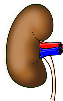 Human_ Kidney_ Anatomy_ Illustration PNG image