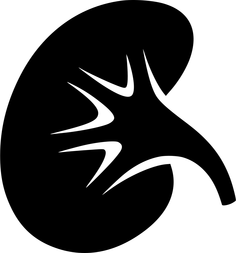 Human Kidney Icon Silhouette PNG image