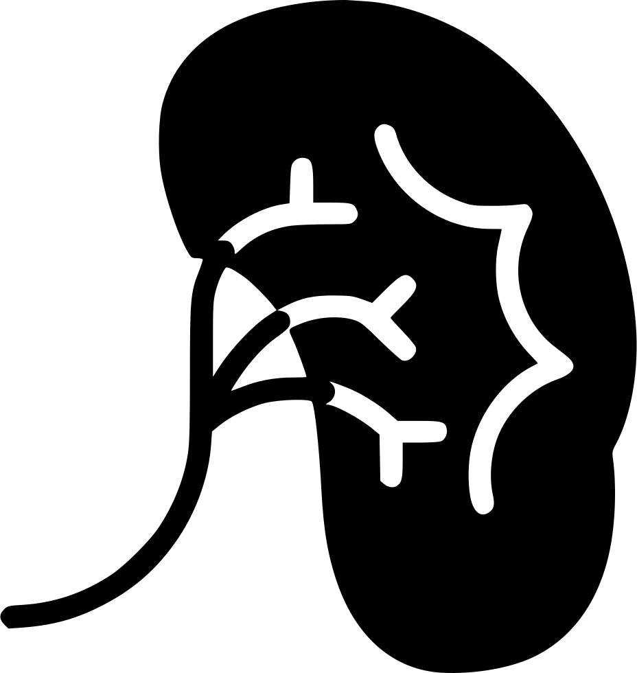 Human Kidney Outline Graphic PNG image
