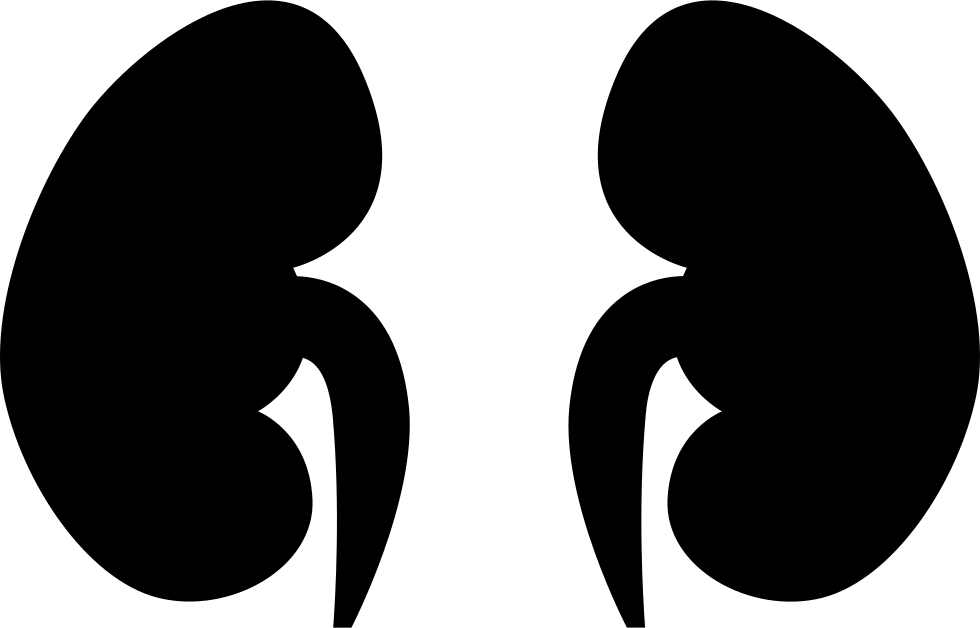 Human Kidney Silhouette PNG image