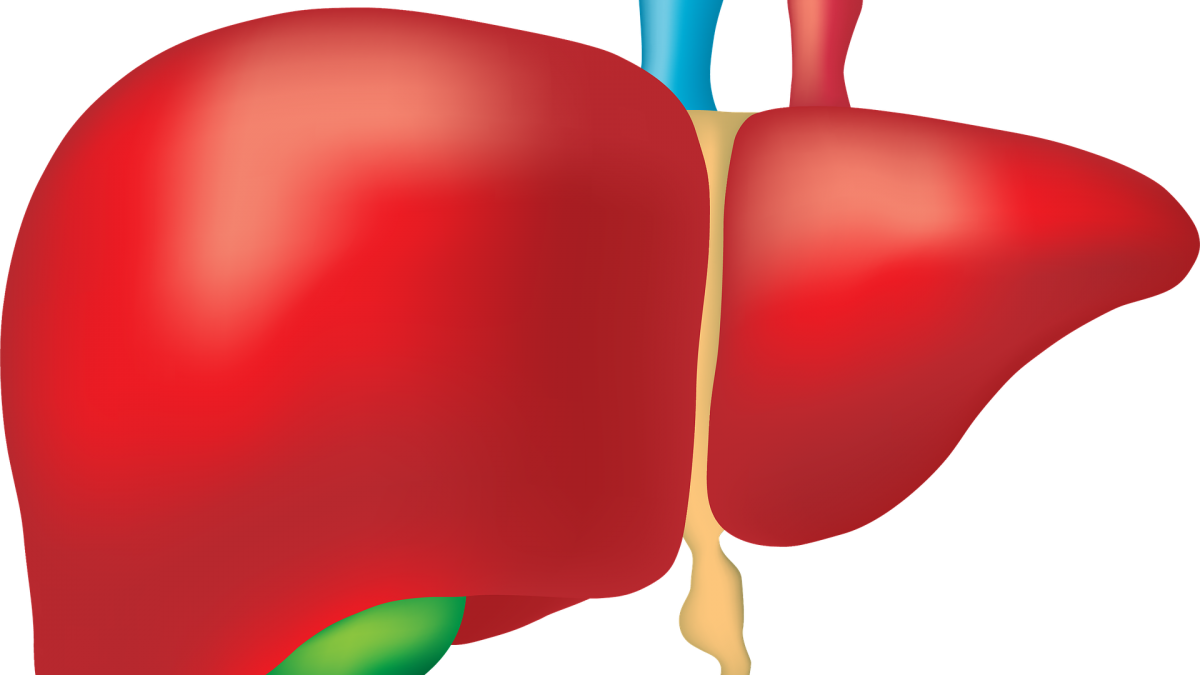 Human Liver Anatomy Illustration PNG image