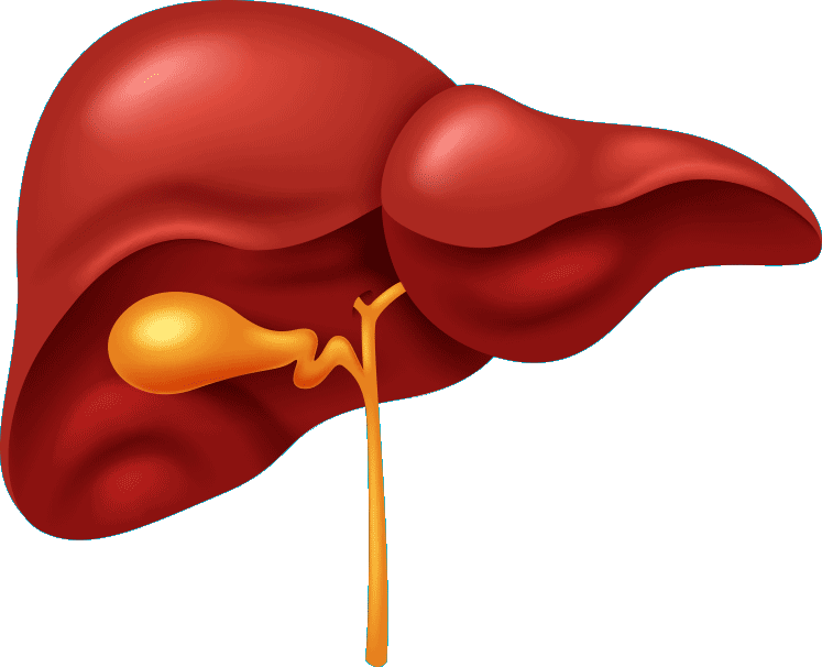 Human Liver Anatomy Illustration PNG image