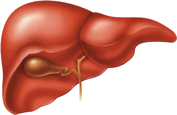 Human Liver Anatomy Illustration PNG image