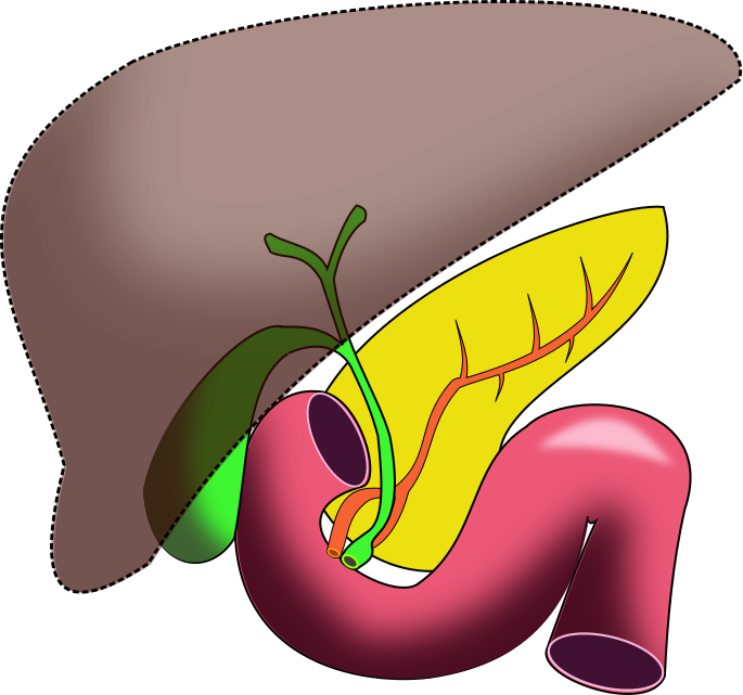 Human Liver Anatomy Illustration PNG image