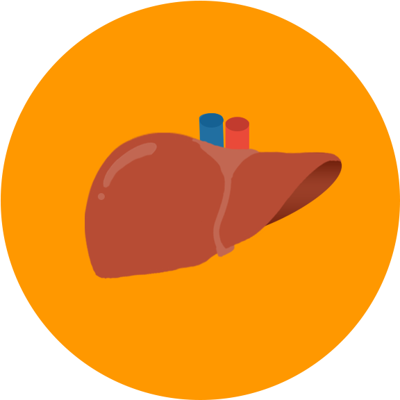 Human Liver Illustration PNG image