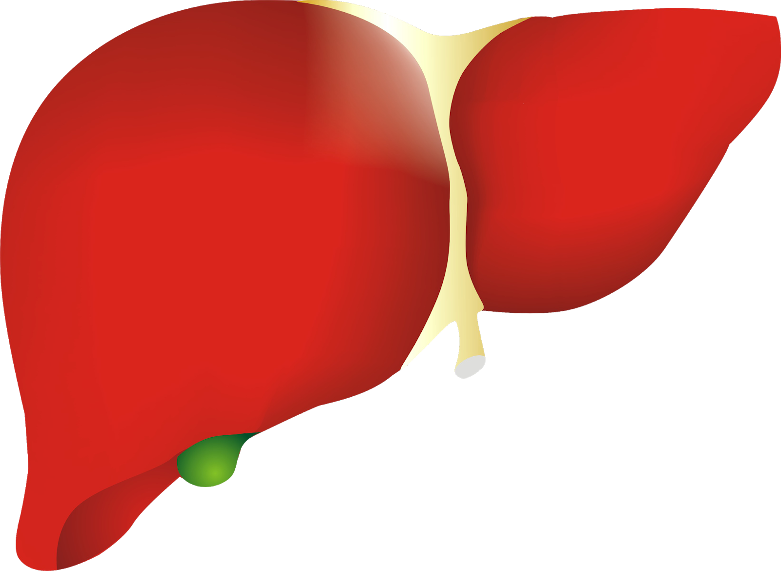 Human Liver Illustration.png | PNGpix.com