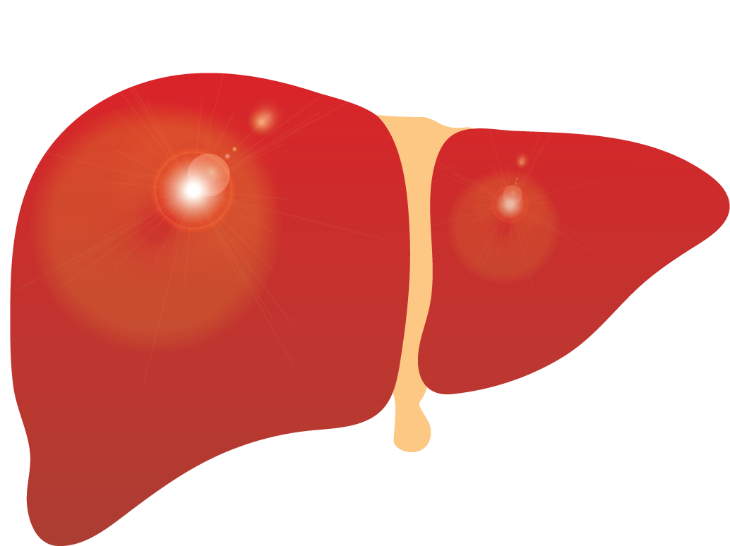 Human Liver Illustration.png PNG image