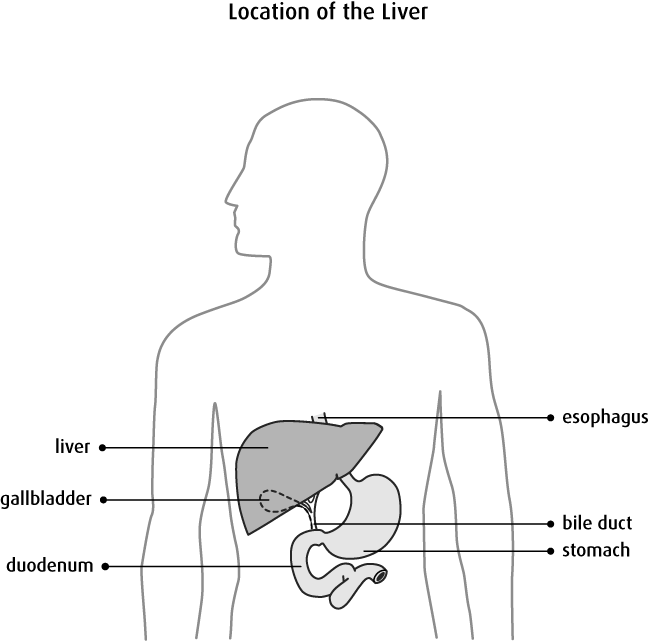 Human Liver Location Diagram PNG image