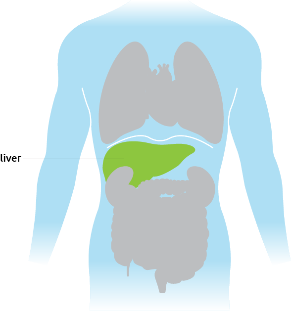 Human Liver Location Diagram PNG image