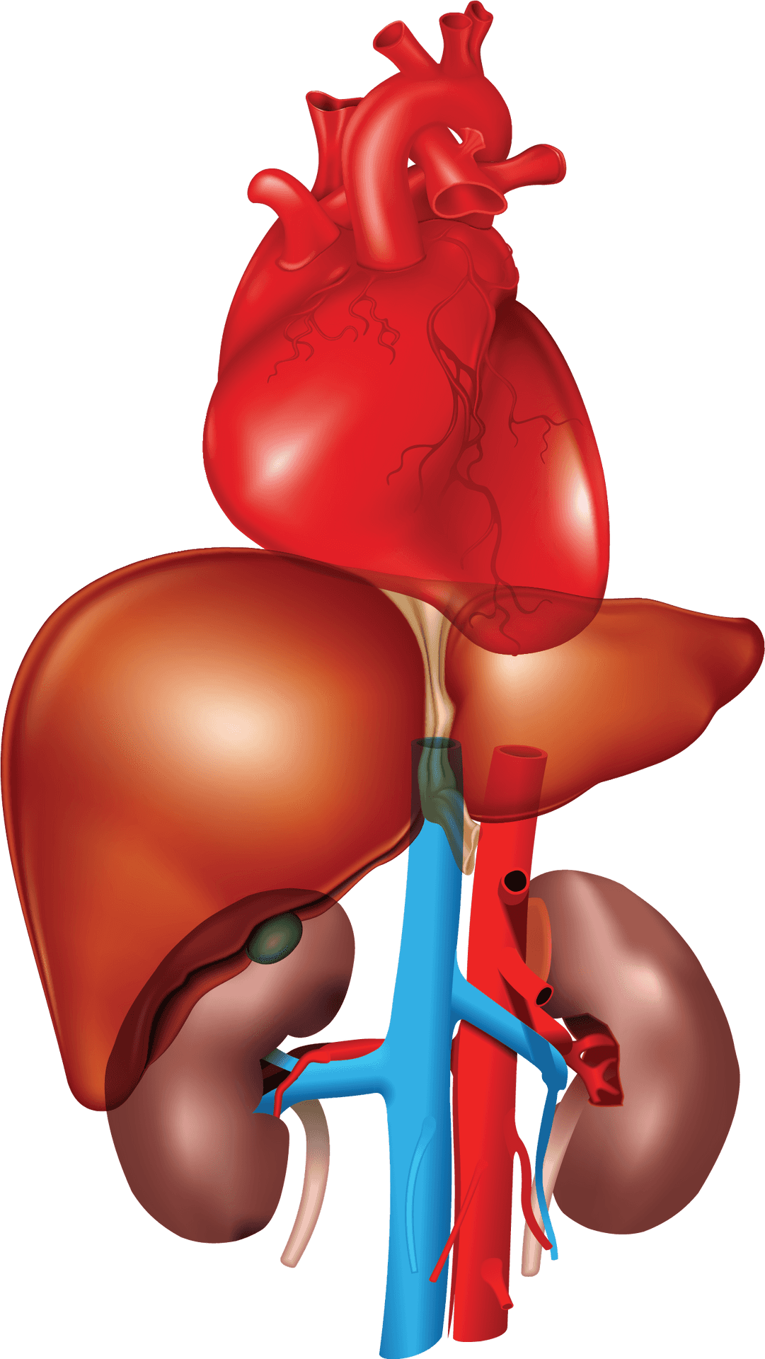 Human Liverand Heart Anatomy PNG image