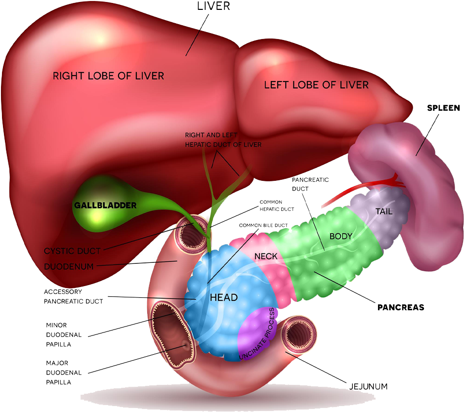 Human Liverand Pancreas Anatomy Illustration PNG image