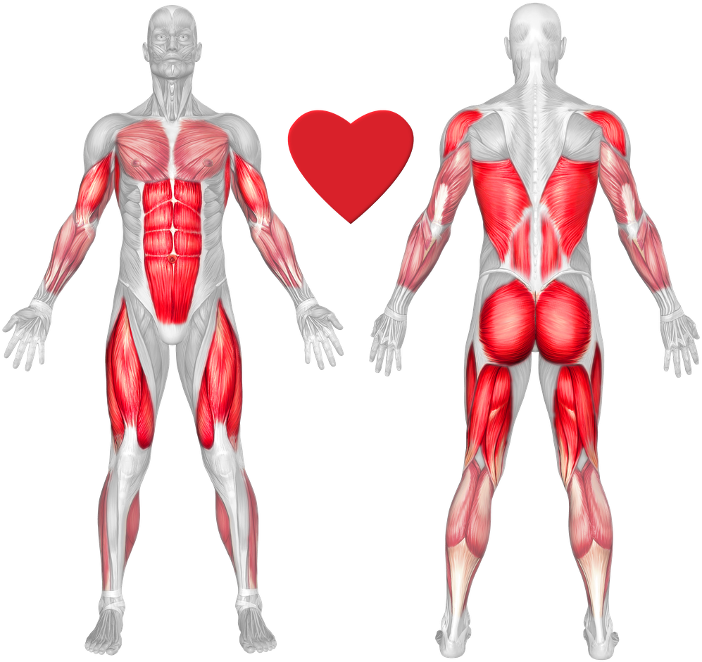 Human Muscle Anatomy Frontand Back View PNG image