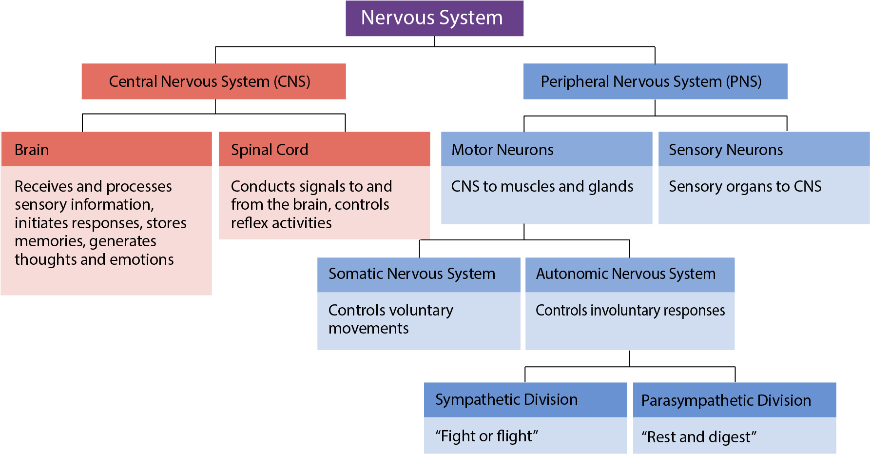 Human Nervous System Overview Chart PNG image