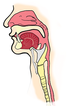 Human Respiratory System Illustration PNG image