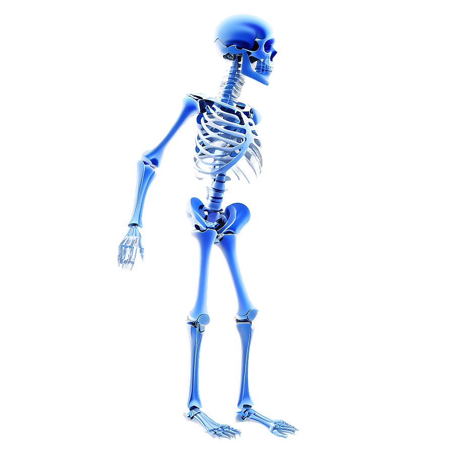 Human Skeletal System Full Body Png 06262024 PNG image