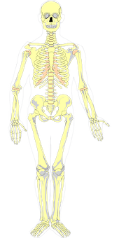 Human Skeleton Anatomy Illustration PNG image