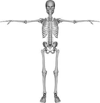 Human Skeleton Anatomy PNG image