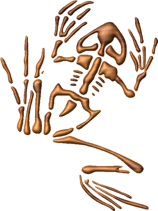 Human Skeleton Exploded View PNG image