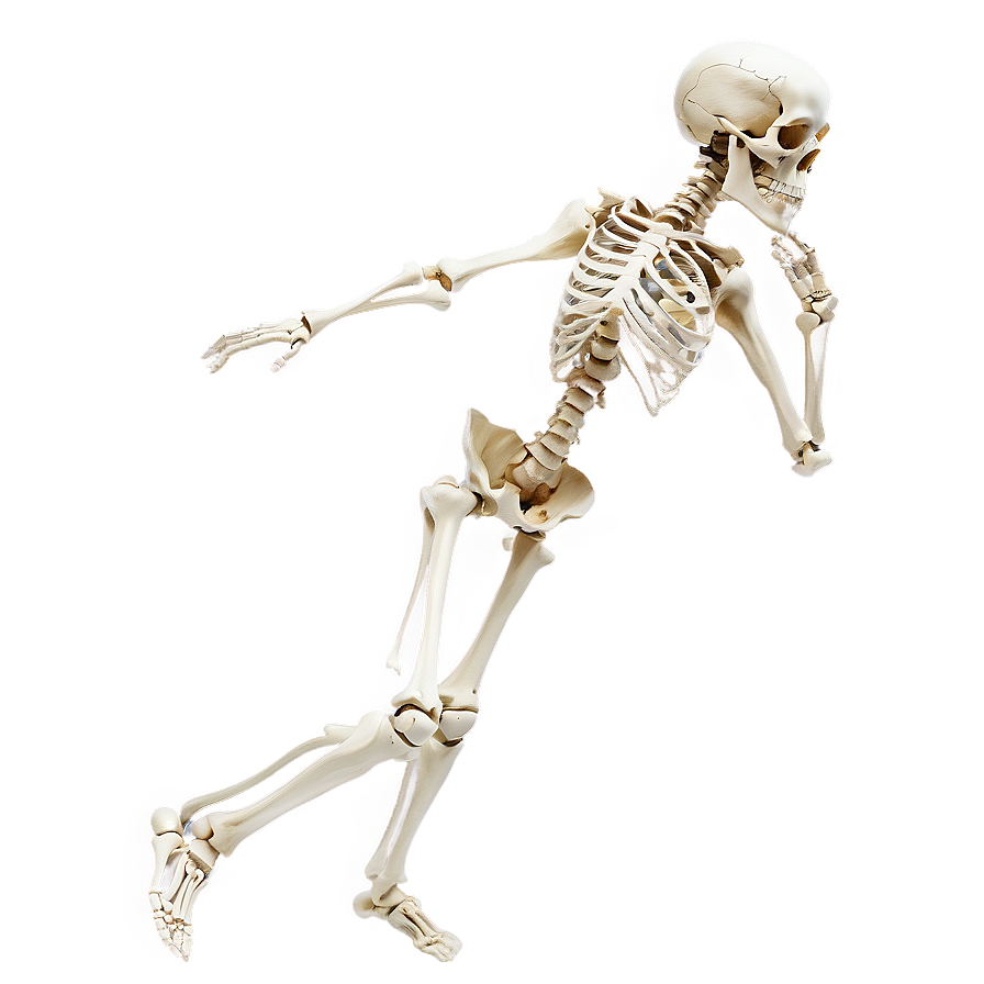 Human Skeleton In Motion Png Aal PNG image