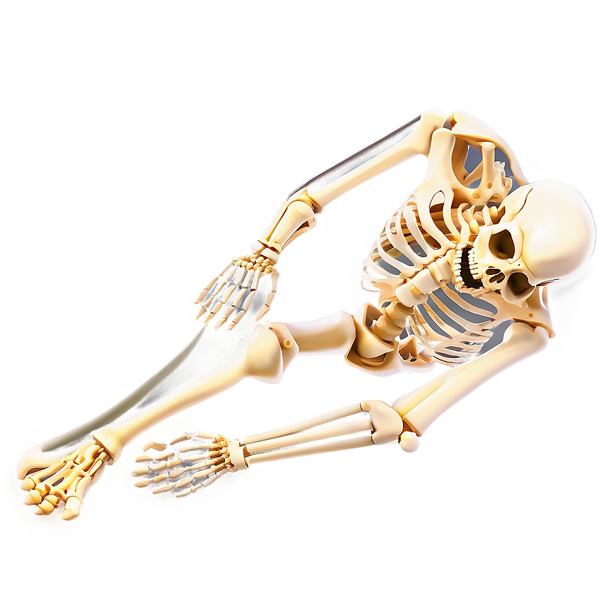 Human Skeleton In Motion Png Nej PNG image