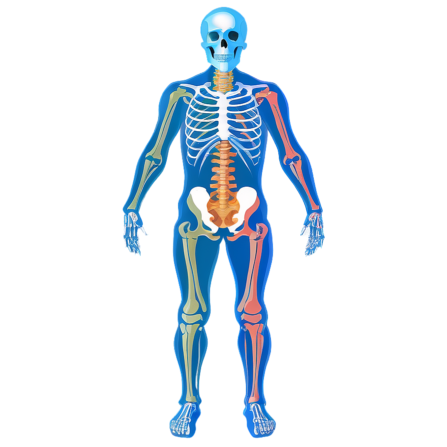 Human Skeleton With Nervous System Png 06262024 PNG image