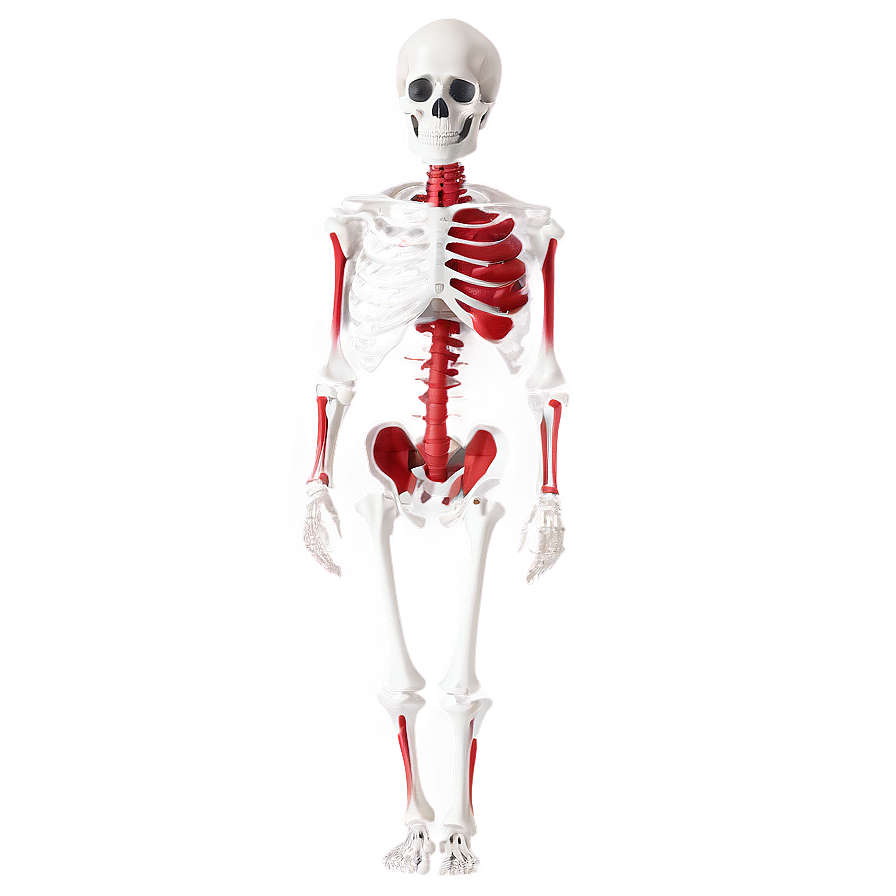 Human Skeleton With Pathologies Png Rbf PNG image