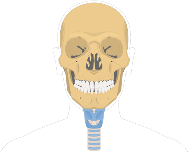 Human Skull Anatomy Illustration PNG image