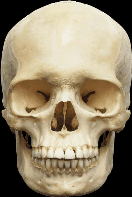 Human Skull Front View PNG image