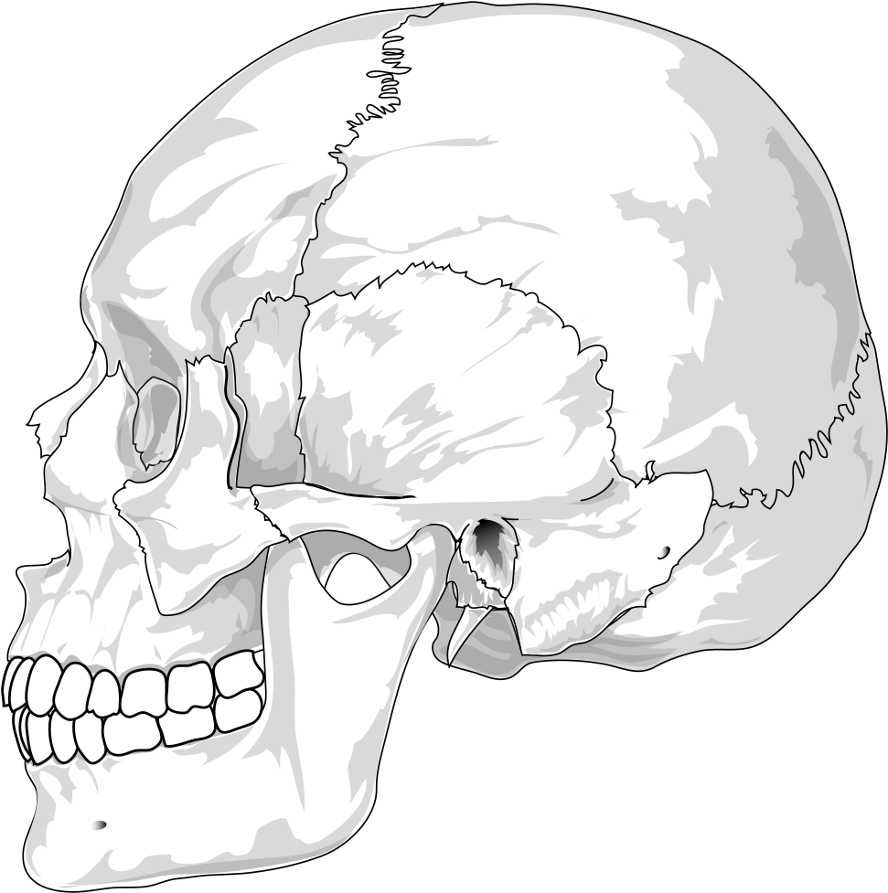 Human Skull Illustration PNG image