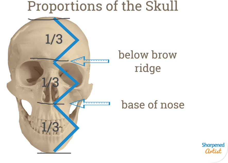 Human Skull Proportions Educational Illustration PNG image