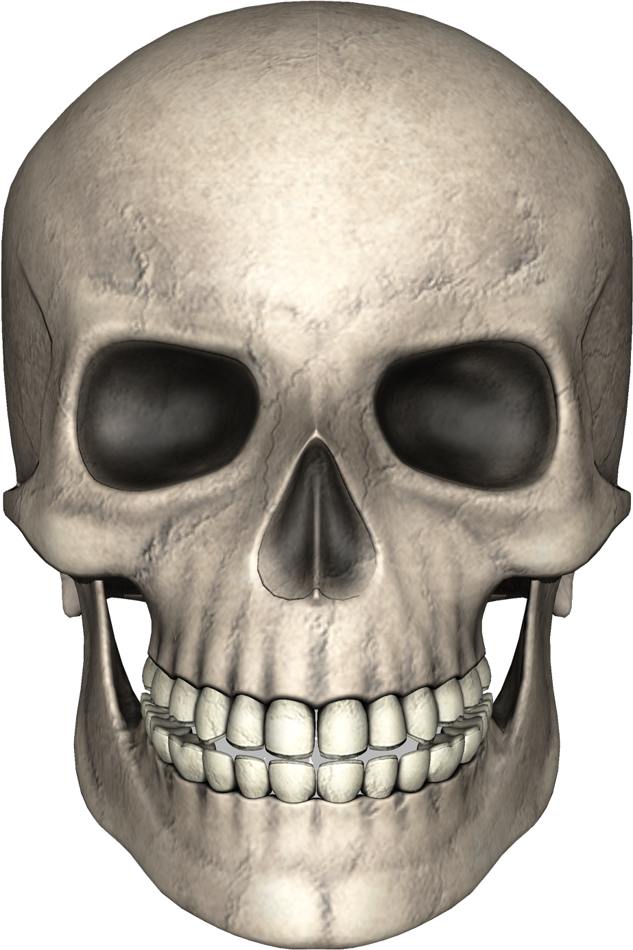 Human_ Skull_ Render_3 D PNG image