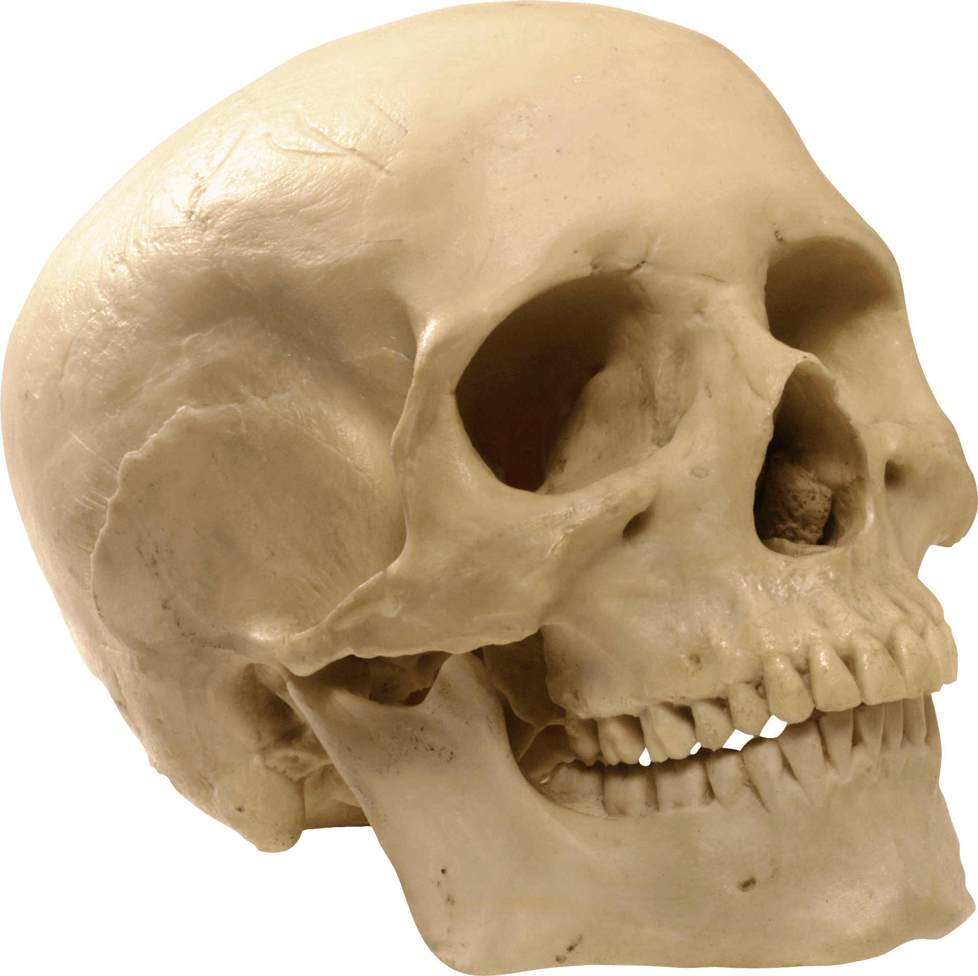 Human_ Skull_ With_ Teeth_ Closeup PNG image
