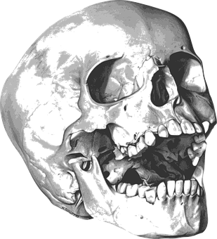 Human Skull Xray Image PNG image