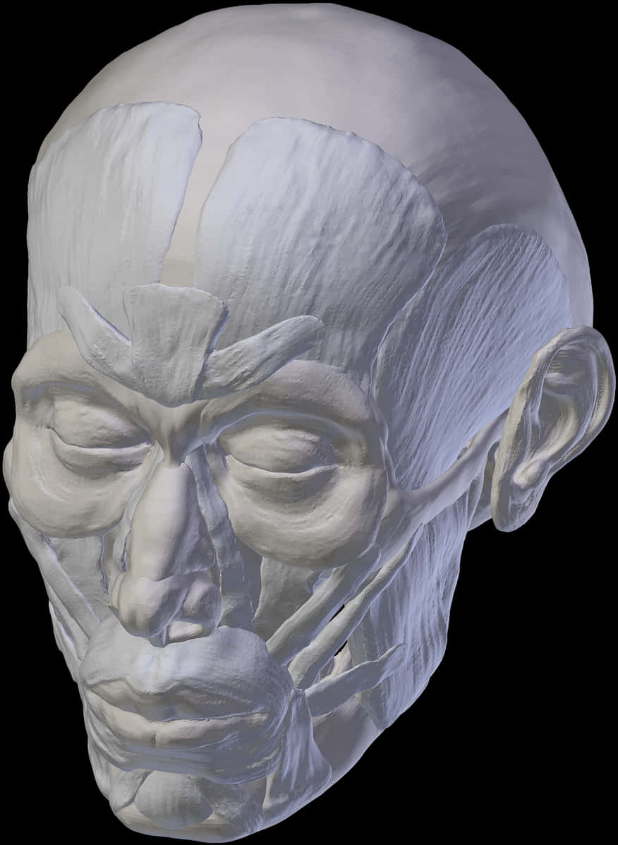 Human Skull3 D Model PNG image