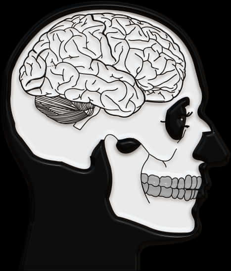 Human Skulland Brain Illustration PNG image